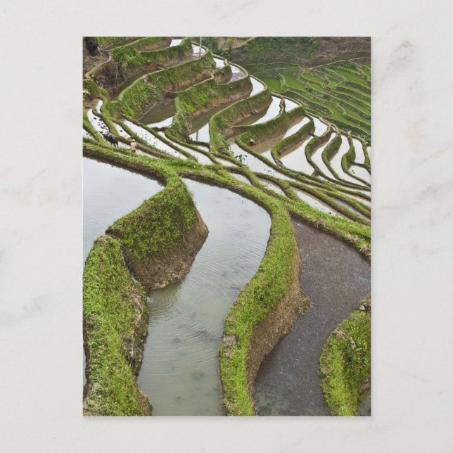 Asien, Kina, Yunnan, Yuanyang. Översvämmad ris Vykort (Framsida)