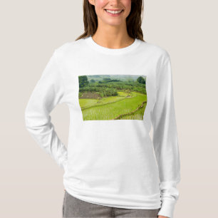Asien, Kina, Yunnanprovinsen, Honghe. Banan Tee