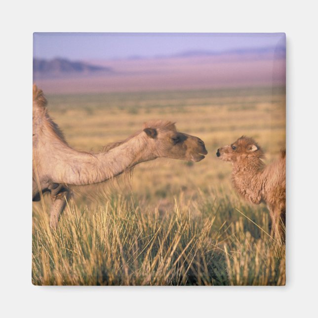 Asien, Mongoliet, Gobi Desert, Underbar Gobi Magnet (Framsidan)