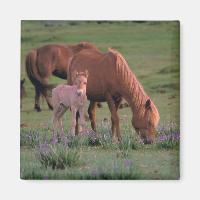 Asien, Mongoliet, Gobi Desert. Vild Hästar Magnet (Framsidan)
