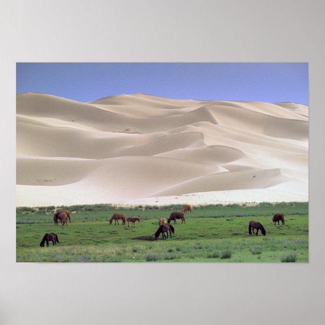 Asien, Mongoliet, Gobi Desert. Vild hästar. Poster (Framsidan)