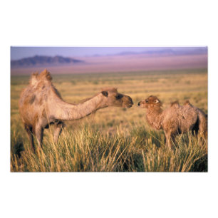 Asien, Mongoliet, Gobiöknen, Stor Gobi Fototryck
