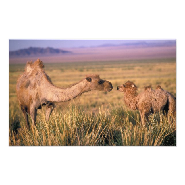 Asien, Mongoliet, Gobiöknen, Stor Gobi Fototryck (Framsidan)