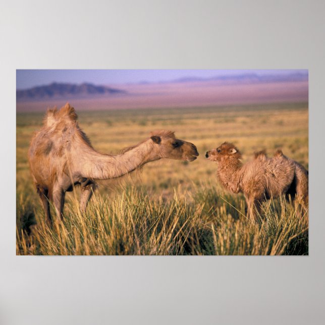 Asien, Mongoliet, Gobiöknen, Stor Gobi Poster (Framsidan)