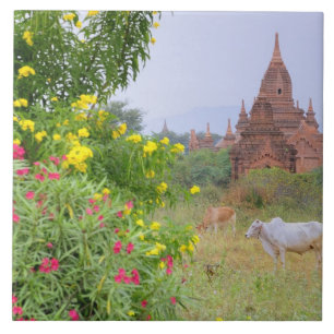 Asien, Myanmar (Burma), Bagan (Pagan). Kor Kakelplatta