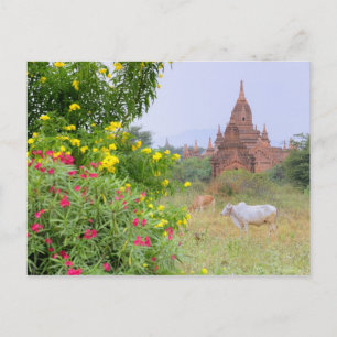 Asien, Myanmar (Burma), Bagan (Pagan). Kor Vykort