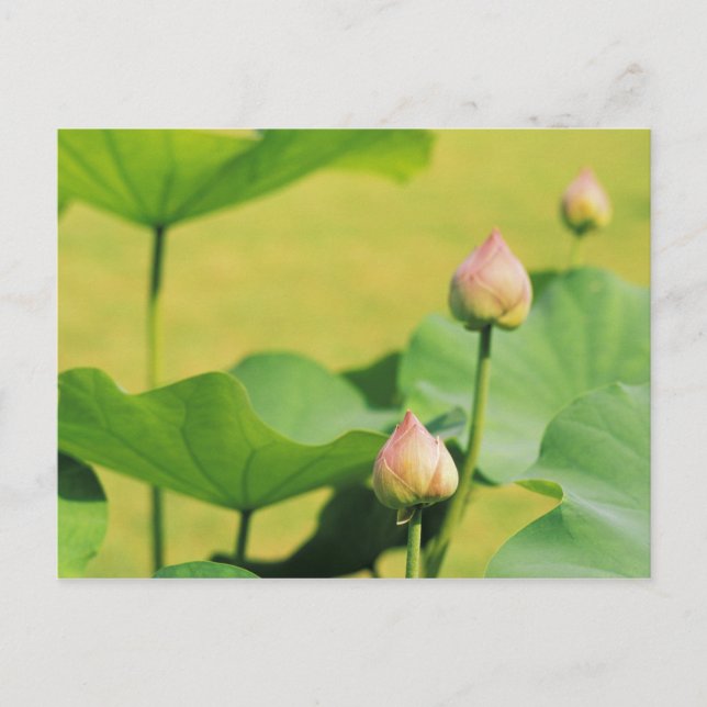 Asien, Thailand, Bangkok. Grand Palace, lotus Vykort (Framsida)