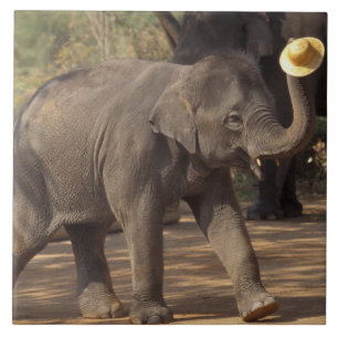 Asien, Thailand, Lampang Bugande med hatt - Thai Kakelplatta