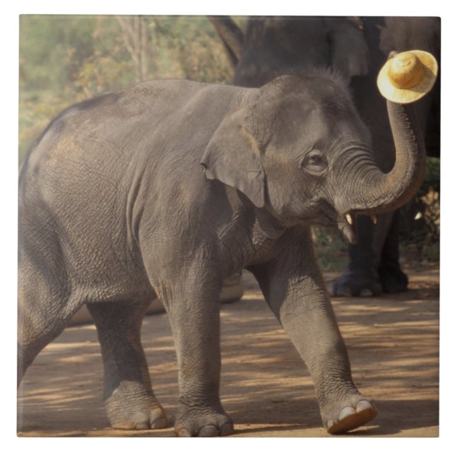 Asien, Thailand, Lampang Bugande med hatt - Thai Kakelplatta (Framsidan)