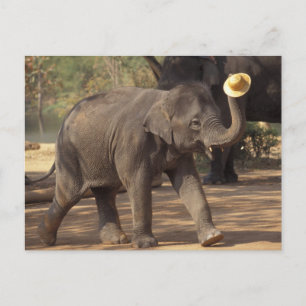 Asien, Thailand, Lampang Bugande med hatt - Thai Vykort