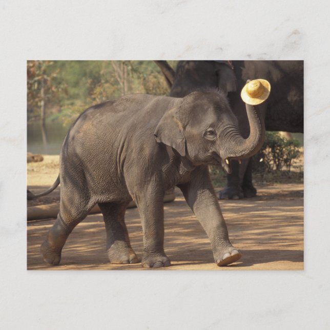 Asien, Thailand, Lampang Bugande med hatt - Thai Vykort (Framsida)