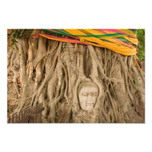 Asien, Thailand, Siam, Buddha i trädrötter vid Fototryck