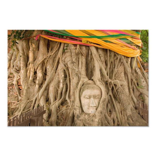 Asien, Thailand, Siam, Buddha i trädrötter vid Fototryck (Framsidan)