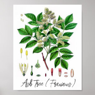 Askträd Vintage Botanisk Illustration Poster