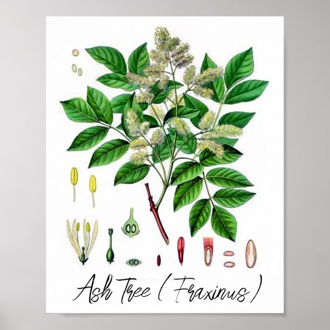 Askträd Vintage Botanisk Illustration  Poster (Framsidan)