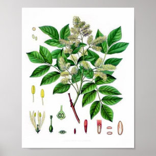 Askträds Vintage Botanisk Illustration Poster