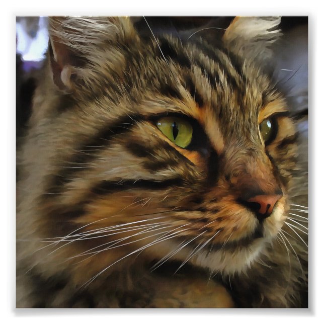 Aslan, Tabby katt med lång livslängd Fototryck (Framsidan)