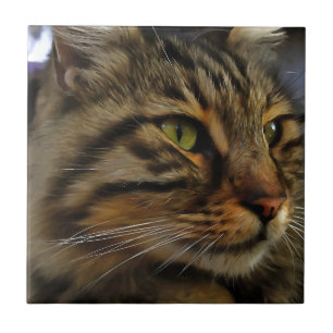 Aslan, Tabby katt med lång livslängd Kakelplatta