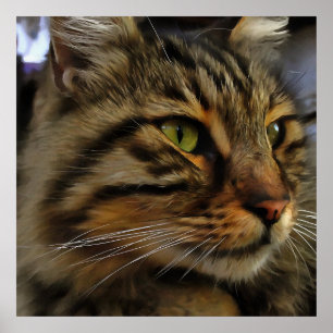 Aslan, Tabby katt med lång livslängd Poster