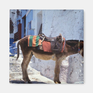 Åsna Fira Santorini, Grekland Magnet