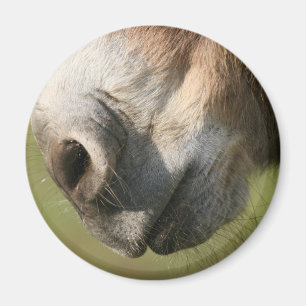Åsna Magnet