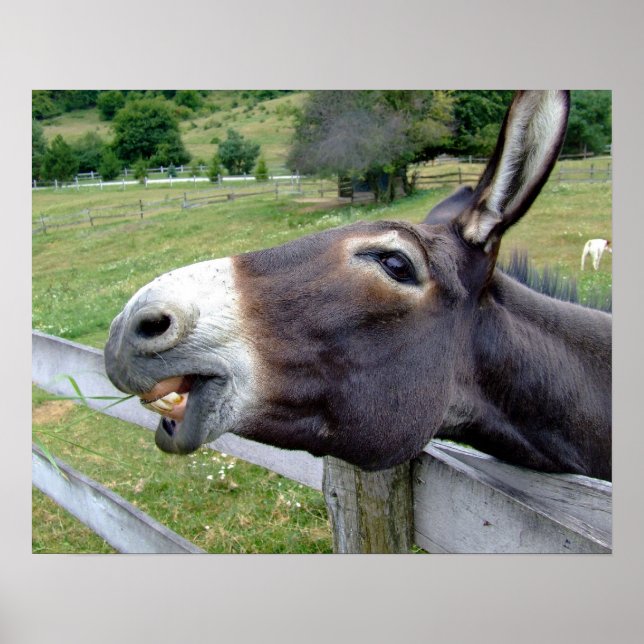 Åsna Mule Gård Djur Land Öde Poster (Framsidan)