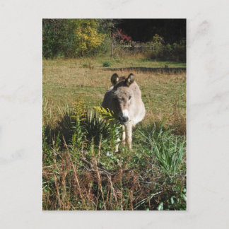 Åsna som plockar gula höstvildblommor vykort