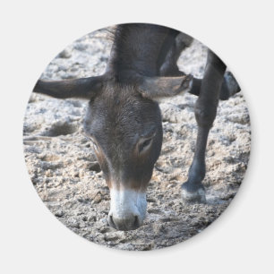 Åsne Magnet