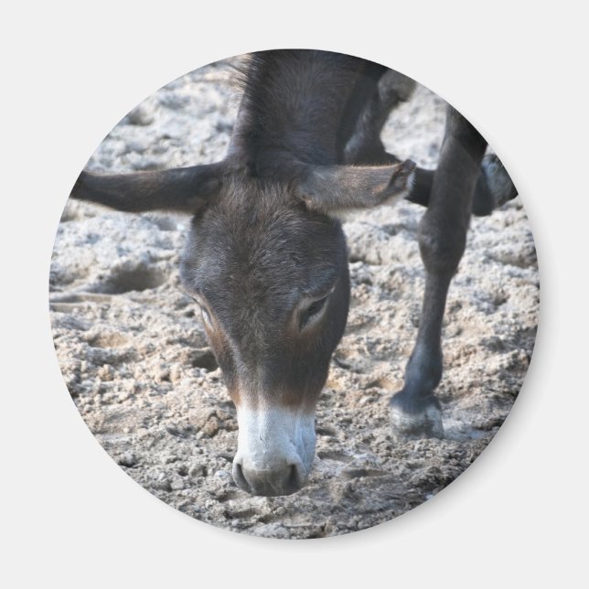 Åsne Magnet (Framsidan)