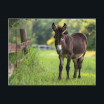 Åsne vykort<br><div class="desc">Denna design kan anpassas genom att välja alternativet Redigera design. Du kan också överföra till andra föremål.</div>