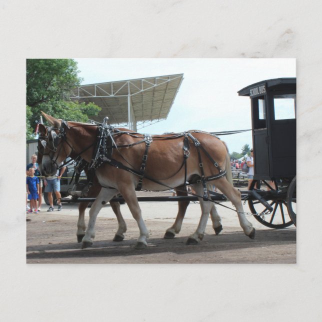 Åsnesdriven Skolbuss Vykort (Framsida)