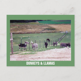 ÅSNOR & LAMADONKEYS VYKORT