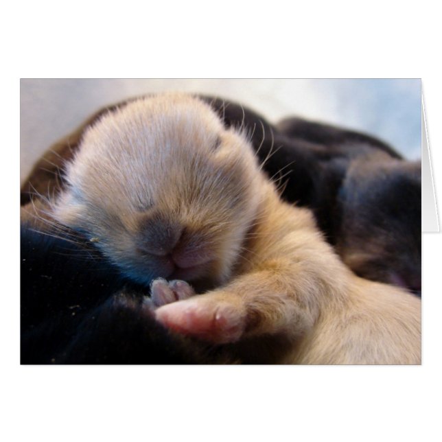 Asov Hälsningskort (Framsidan Horizontal)