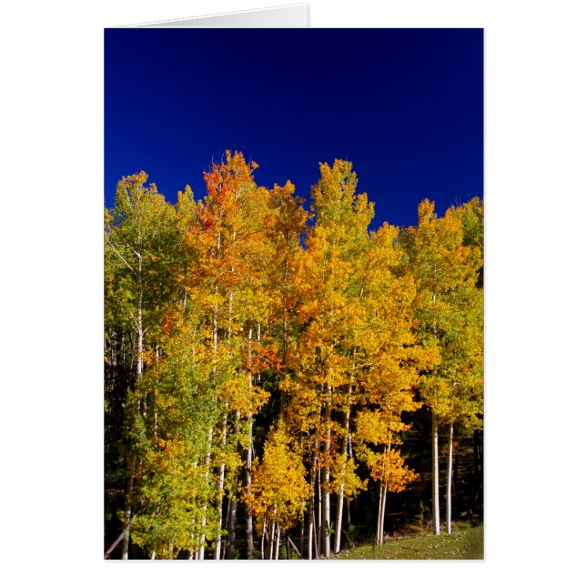 Asp- kort (Framsidan)