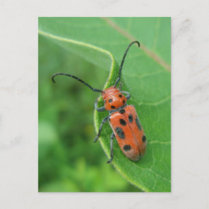 Asparagus Beetle på Milkweed-vykort Vykort