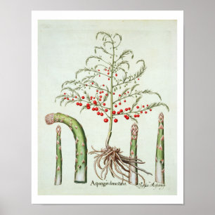 Asparagus, i blommor och frukter, från "Ho Poster