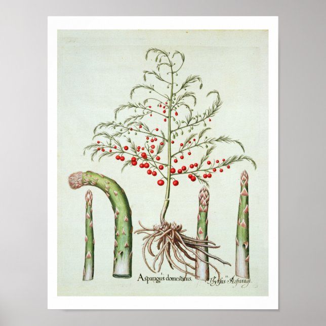 Asparagus, i blommor och frukter, från "Ho Poster (Framsidan)
