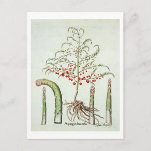 Asparagus, i blommor och frukter, från "Ho Vykort