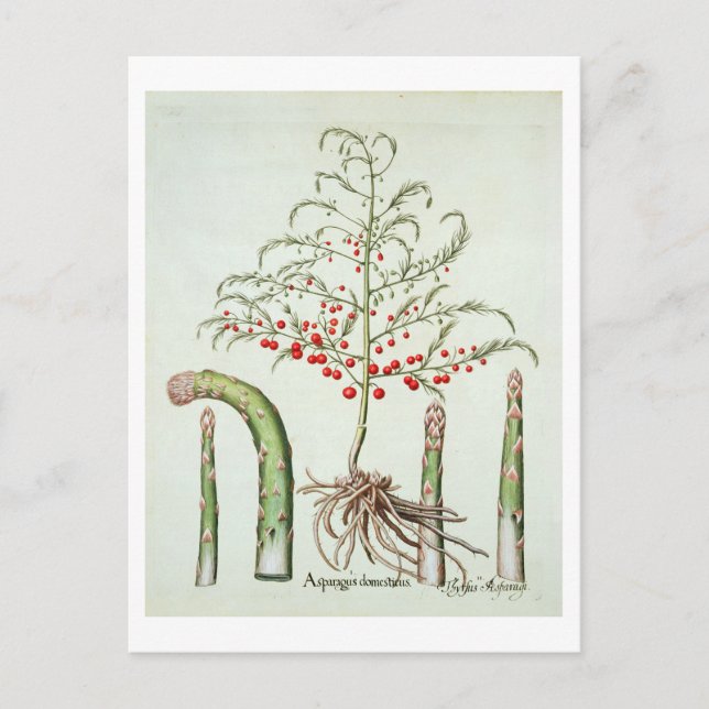 Asparagus, i blommor och frukter, från "Ho Vykort (Framsida)