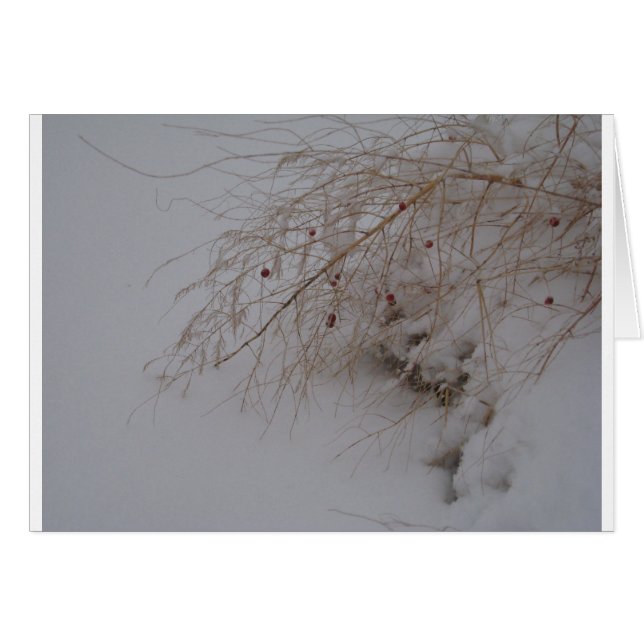 Asparagus på väg till utsäde OBS kort (Framsidan Horizontal)