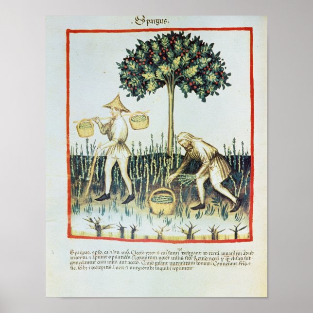 Asparagus Pickers, 1300-talet Poster (Framsidan)
