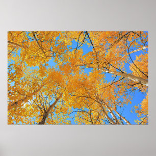 Aspen Ceiling Poster