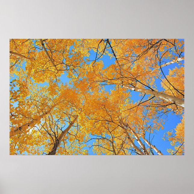 Aspen Ceiling Poster (Framsidan)