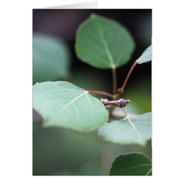 Aspen Closeup OBS Kort