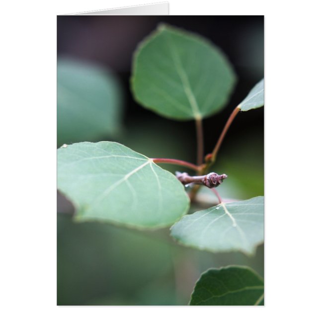 Aspen Closeup OBS Kort (Framsidan)