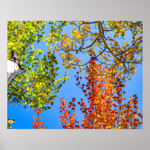 Aspen Färg godis / Fall Löv Färger Poster