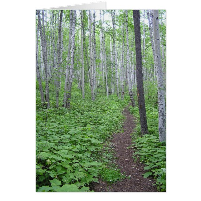Aspen Forest, BC Hälsningskort (Framsidan)