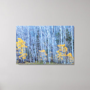 Aspen Forest Canvastryck