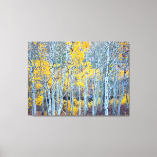 Aspen Forest Canvastryck