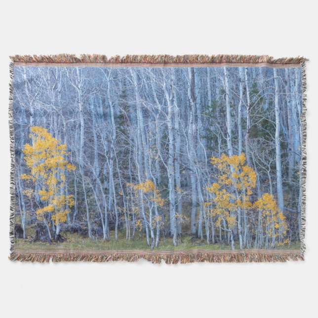 Aspen Forest Filt (Framsidan)